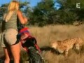 Как вести себя с гепардами
