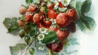 с гирляндой из клубники» Клары фон Зиверс (1854–1924)