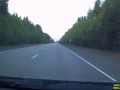 медведь на дороге