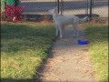 Глухая и слепая собака узнает когда хозяин приезжает домой