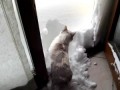 Снегоуборочная котомашина . 