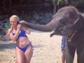 Слон и блонда