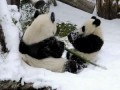 雪を楽しむパンダの親子