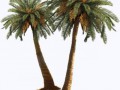 palm