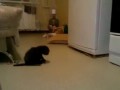 кошка вытирает жопу об ковёр