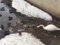 Лебедь убирает мусор