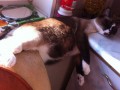 sleeping-cats-130-57cff5e7ebd6e__605_thumb