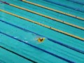 На чемпионате России по плаванию в бассейн прыгнул болельщик в детском надувном круге в виде уточки