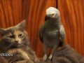 Попугай достает кота смешное видео