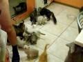 Кормление кучи голодных котов