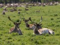 IMG_6359