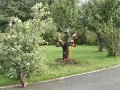 Пьяный лось застрял на дереве.