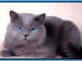 котейка