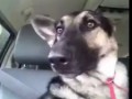 Собака слушает хип-хоп в машине.