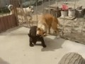 Медвежонок против собаки