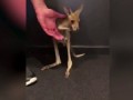 Первые робкие прыжки осиротевшего кенгурёнка