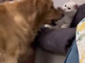 Having a cat and a dog at the same time