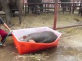 Слоненок получает удовольствие от ванны