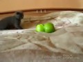 кот и опасные яблоки.. триллер