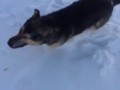 Собака вмерзла в снег из-за жутких морозов