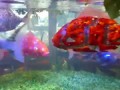 Robotic fish at Henn na Hotel Maihama Tokyo Bay [RAW VIDEO]
