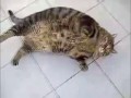 Знаменитый турецкий кот