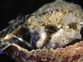 Snail-acrobat: veined whelk (Rapana Venosa)