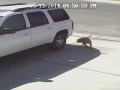 Кот спас ребенка от собаки