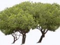 trees-at-the-park (1)-min