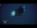 Бочкоглаз - рыба с прозрачной головой