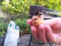 Bumble Bee Gives a High Five!! HD