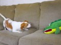 Dog Saves Sister from Alligator Puppet