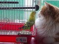 Игра попугая с котом
