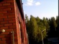 Squirrel's amazing jump off the building on to tree