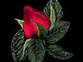 _arnusha
