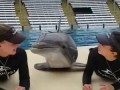 Дельфин целуется с девушками