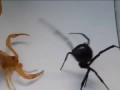 Escorpión vs Viuda Negra. Black Widow vs Scorpion