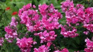 IMG_9713 копия