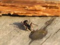 Как муравей пьет самогон