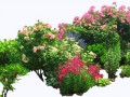 flowered_garden_png_03_by_montvalentstock-d4gyg0h