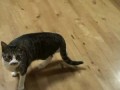 Прыжки котов в замедленной съемке