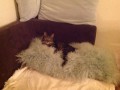 Кот Вася