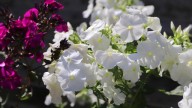 IMG_0031 копия