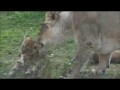Заботливая львица Ишара