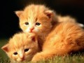 image (6)