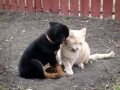Rottweiler Play Cat