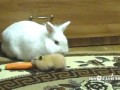 Кролик, хомяк, и морковка