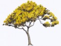 tabebuia_donnell_smithii