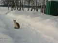 Кошачий триллер - 2