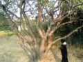 собака лазит по деревьям (1)